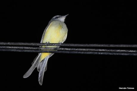 Aprovechamiento de la  luz artificial por aves insectívoras diurnas