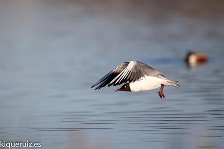 Gaviota reidora, la enmascarada