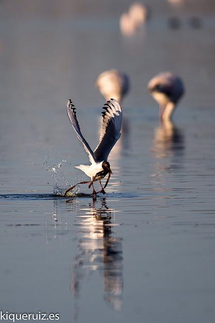 Gaviota reidora, la enmascarada