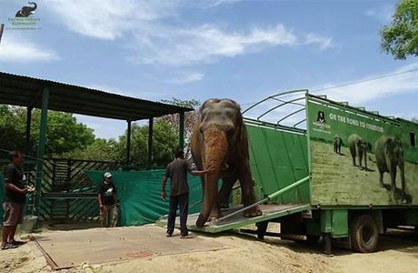 Elefante abusado durante 53 años finalmente se reune con sus 'hermanas'