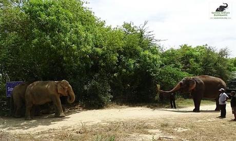 Elefante abusado durante 53 años finalmente se reune con sus 'hermanas'