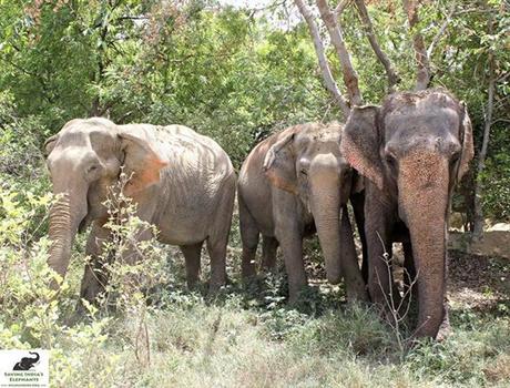 Elefante abusado durante 53 años finalmente se reune con sus 'hermanas'