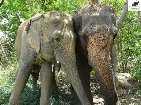 Elefante abusado durante 53 años finalmente se reune con sus 'hermanas'