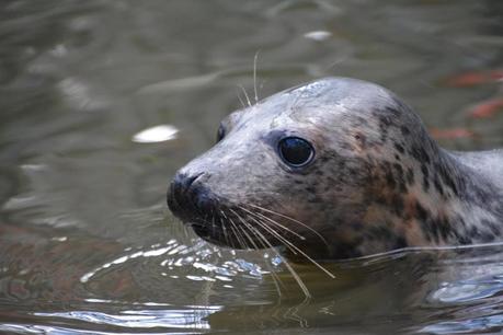 Cría de foca rescatada de una carretera ama su nueva bañera