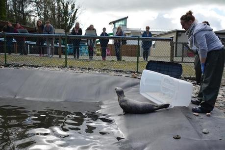 Cría de foca rescatada de una carretera ama su nueva bañera