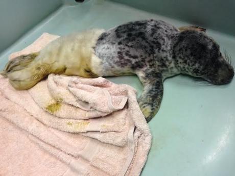 Cría de foca rescatada de una carretera ama su nueva bañera