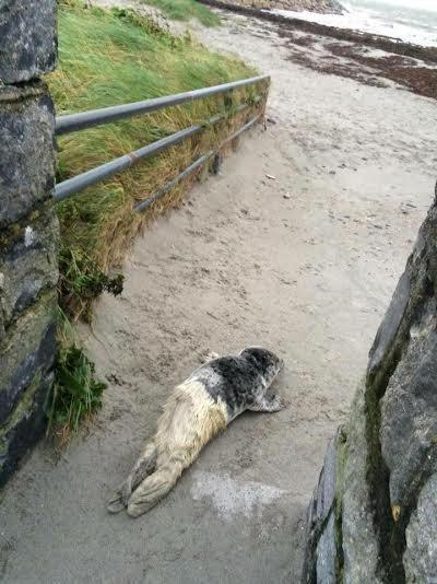 Cría de foca rescatada de una carretera ama su nueva bañera