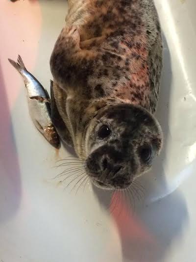 Cría de foca rescatada de una carretera ama su nueva bañera