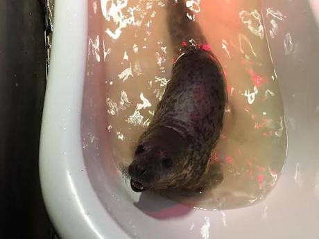 Cría de foca rescatada de una carretera ama su nueva bañera