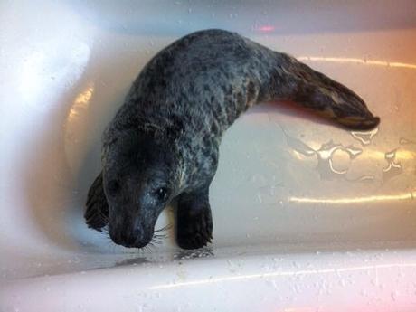 Cría de foca rescatada de una carretera ama su nueva bañera