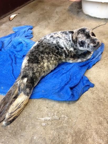 Cría de foca rescatada de una carretera ama su nueva bañera