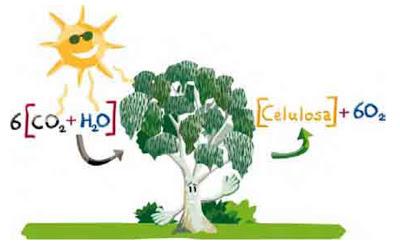 La paradoja del verde: más árboles pero menos eficientes contra el cambio climático La paradoja del verde: más árboles pero menos eficientes contra el cambio climático