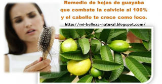 Hoja de guayaba para evitar la caída y  crecimiento rápido del cabello