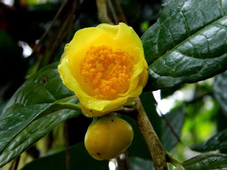 Ruta de la Camelia: El jardín de La Saleta en primavera, del 1 al 30 de abril de 2016. Camellia Route: Saleta's Garden in spring, April 1-30, 2016.