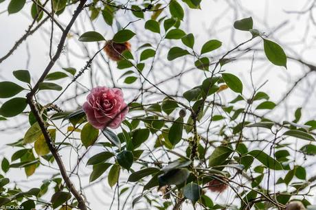 Ruta de la Camelia: El jardín de La Saleta en primavera, del 1 al 30 de abril de 2016. Camellia Route: Saleta's Garden in spring, April 1-30, 2016.