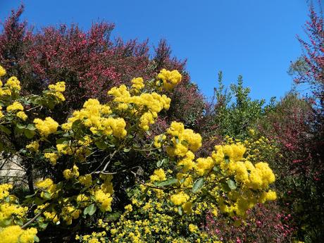 Ruta de la Camelia: El jardín de La Saleta en primavera, del 1 al 30 de abril de 2016. Camellia Route: Saleta's Garden in spring, April 1-30, 2016.