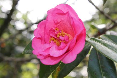 Ruta de la Camelia: El jardín de La Saleta en primavera, del 1 al 30 de abril de 2016. Camellia Route: Saleta's Garden in spring, April 1-30, 2016.