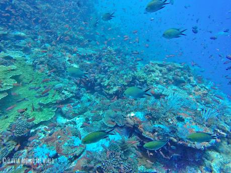 Bajo el mar en Komodo