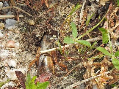 ¿Grillo, topo o alacrán? ¿Grillo, topo o alacrán?