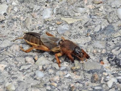 ¿Grillo, topo o alacrán? ¿Grillo, topo o alacrán?