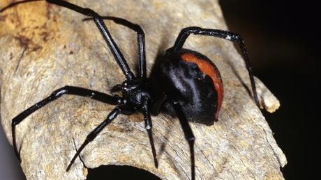 Una peligrosa araña venenosa muerde a un hombre en el pene