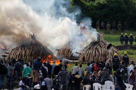 Kenia quema colmillos de marfil valorados en $ 100 millones para salvar a los elefantes