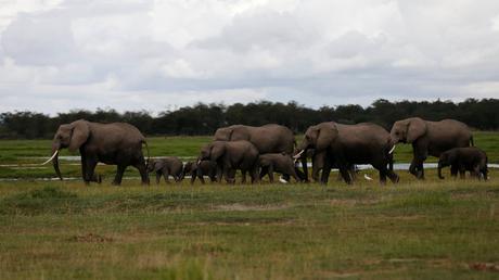 Kenia quema colmillos de marfil valorados en $ 100 millones para salvar a los elefantes