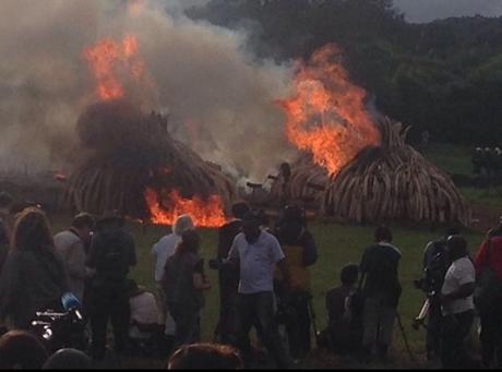 Kenia quema colmillos de marfil valorados en $ 100 millones para salvar a los elefantes