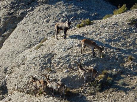 Del monestir de Montserrat al Montgròs Del monestir de Montserrat al Montgròs