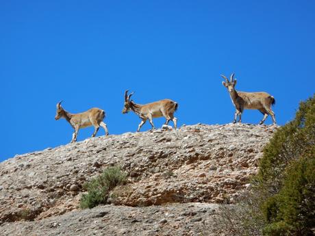 Del monestir de Montserrat al Montgròs Del monestir de Montserrat al Montgròs
