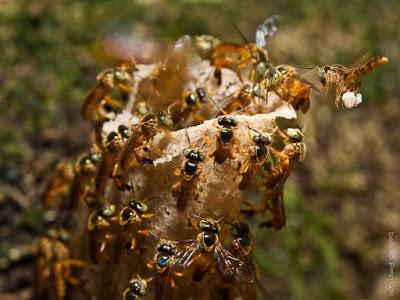 PELIGRAN LAS ABEJAS MELIPONAS - SURVIVAL OF BEES IN DANGER MELIPONA