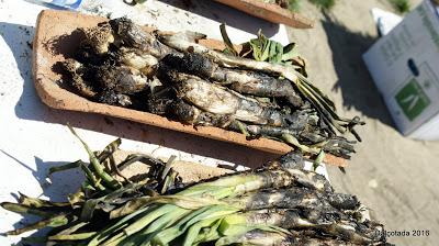 Calçotada 2016 (Alcalá de Henares)