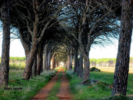 Pinos carrascos de Cañas. Autor, Julián J. Valverde