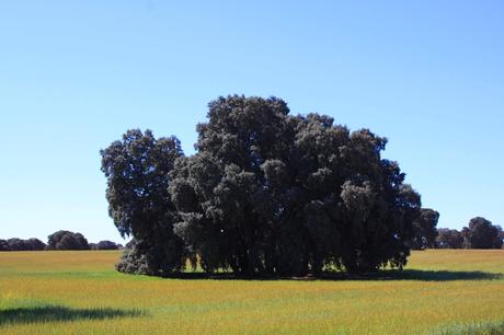 Por los campos del Pozo de la Serna. Autor, Antonio Bellón