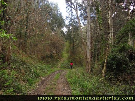 Pista entre árboles en Corvera Pista entre árboles en Corvera