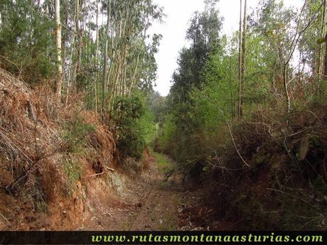 Pista descendiendo entre tierra Pista descendiendo entre tierra
