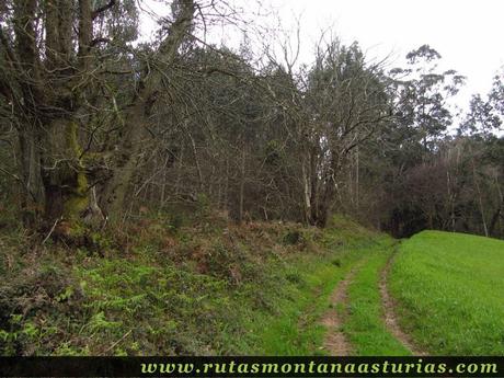 Pista hacia La Rebollada, Corvera Pista hacia La Rebollada, Corvera