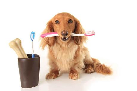 higiene bucal de los perros