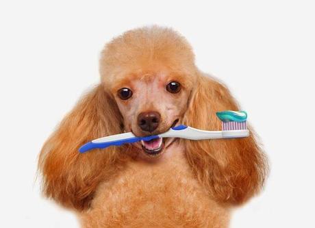 como cepillar los dientes a mi perro