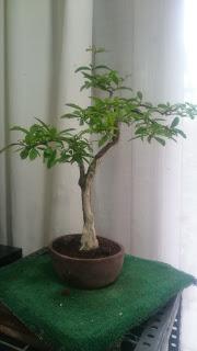 Podas y pinzados generales Podas y pinzados generales