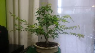 Podas y pinzados generales Podas y pinzados generales