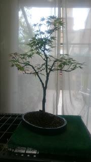 Podas y pinzados generales Podas y pinzados generales