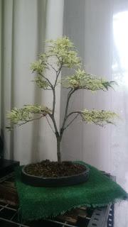 Podas y pinzados generales Podas y pinzados generales