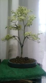 Podas y pinzados generales Podas y pinzados generales