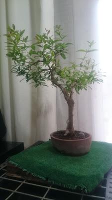 Podas y pinzados generales Podas y pinzados generales