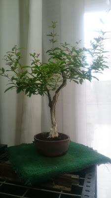 Podas y pinzados generales Podas y pinzados generales