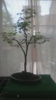 Podas y pinzados generales Podas y pinzados generales