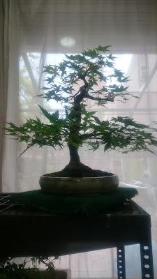 Podas y pinzados generales Podas y pinzados generales