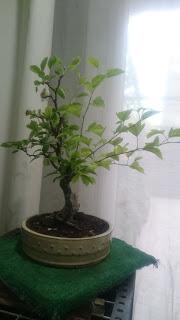 Podas y pinzados generales Podas y pinzados generales