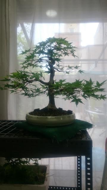 Podas y pinzados generales Podas y pinzados generales